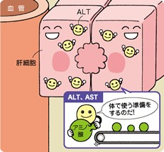 ALT（GPT）値健常時