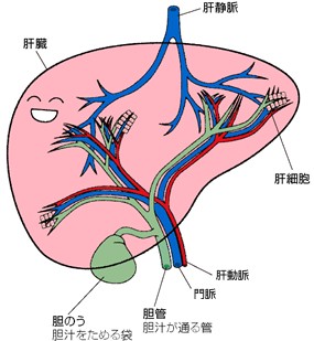 肝臓の構造 1
